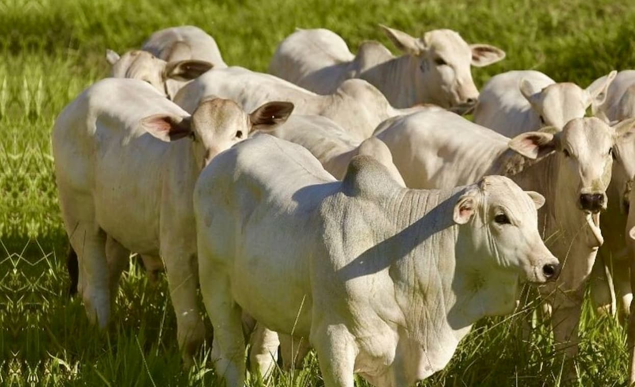 Campo Futuro avalia custos da pecuária de leite e corte no sul do país