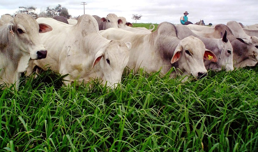 Dicas Práticas para Maximizar a Eficiência na Fazenda