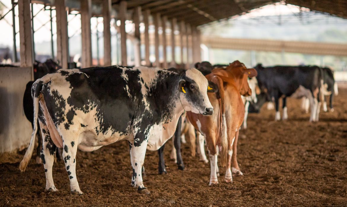 Capacitação on-line da Embrapa sobre controle do carrapato bovino