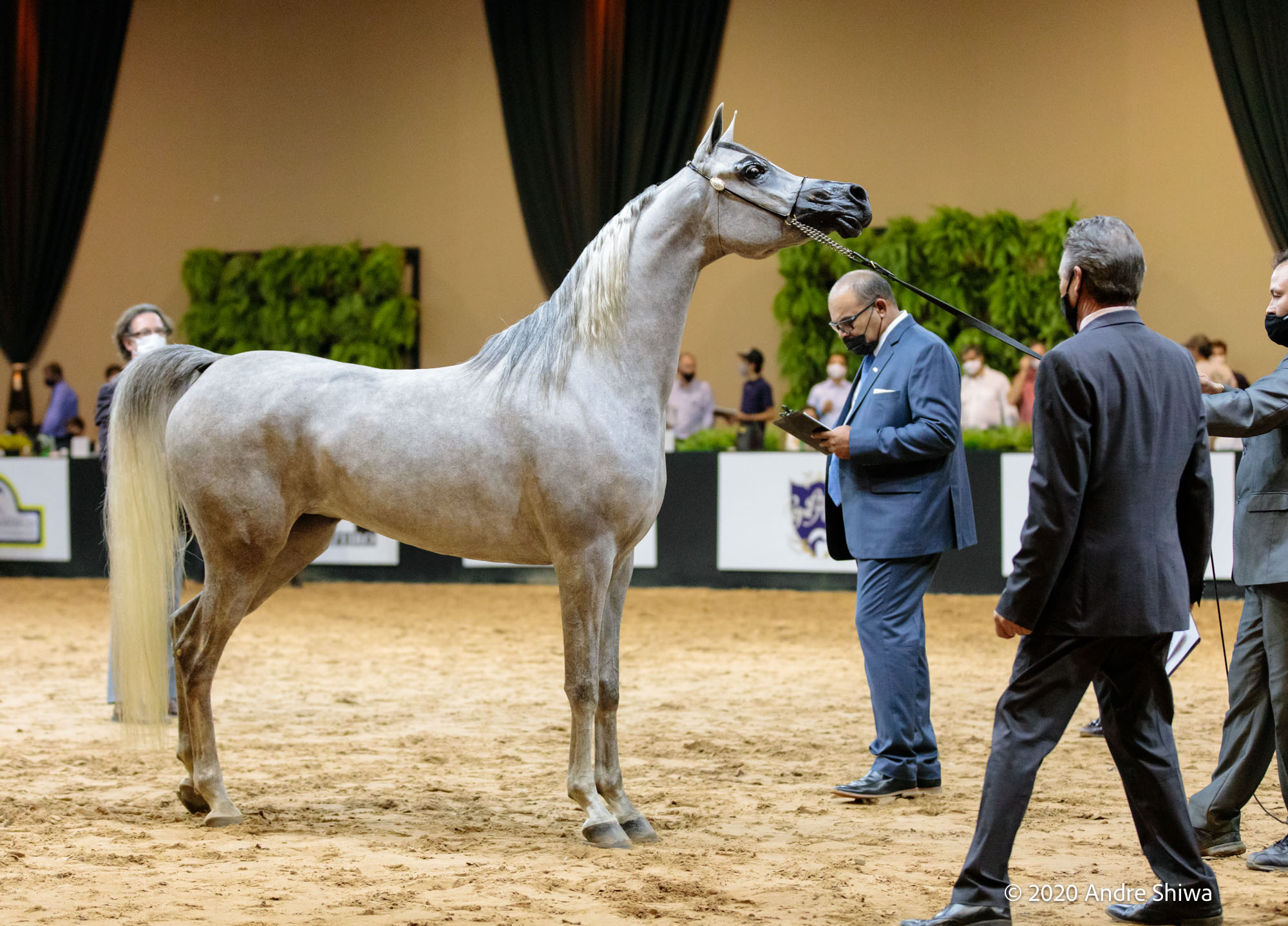 Quanto vale um cavalo? Raça Árabe – Animal Business Brasil