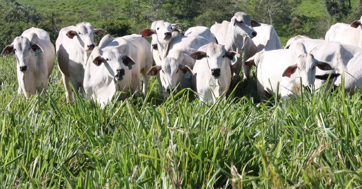 Crescimento Utilização e Conversão são prioridades para o manejo do pasto Canal do Criador