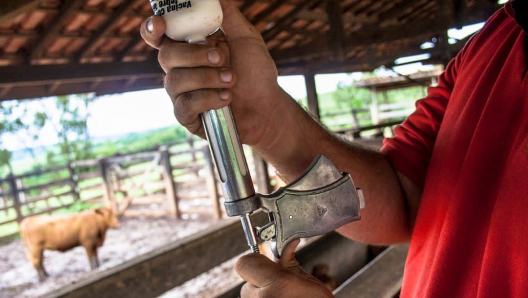 Alemanha registra surto de febre aftosa após quase 40 anos