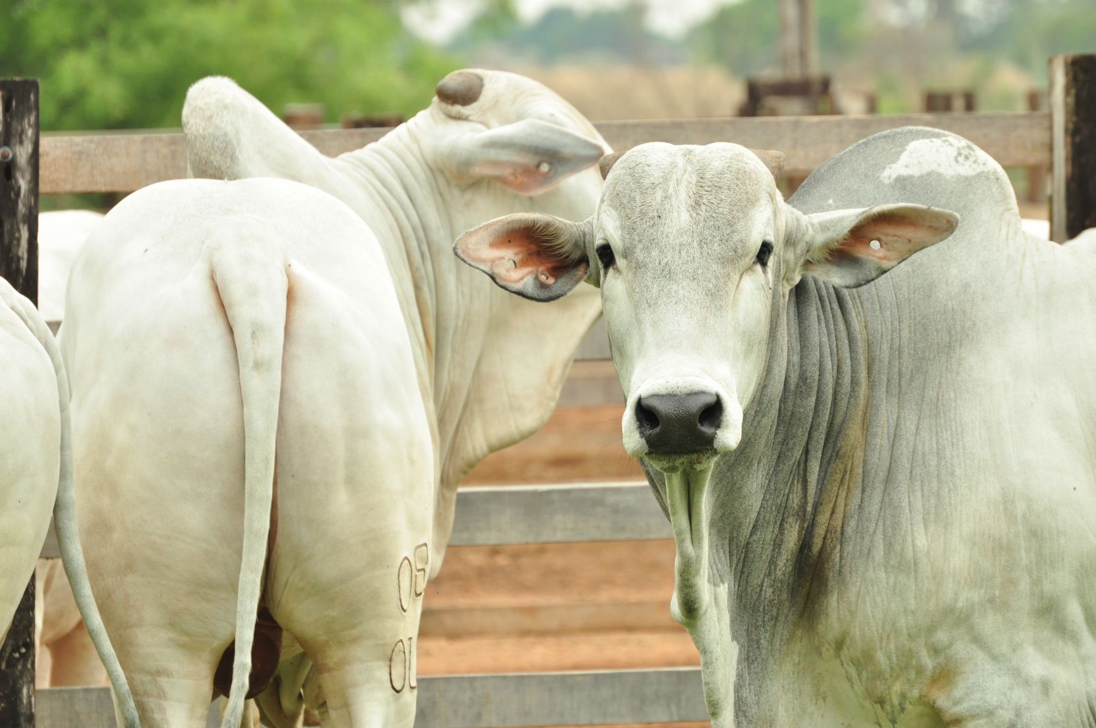 Exportações de Carnes em Setembro: Análise do Mercado por Juliana Pila