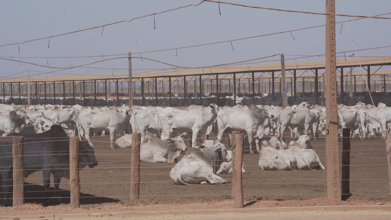 confinamento-fazenda-conforto-go-pastoextraordinario