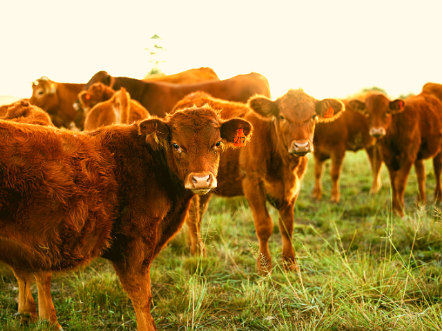 Leilões, Informações e Conteúdos para o Pecuarista