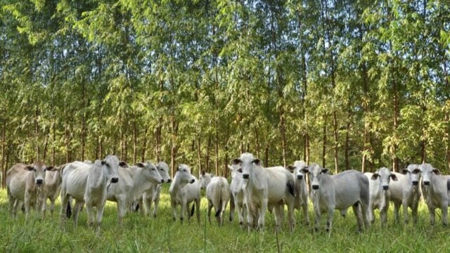 Valor bruto de produção agropecuária deve crescer 11,5% em 2025