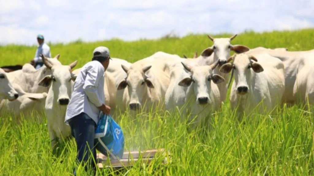 Suplementação Mineral: Produtividade na Pecuária