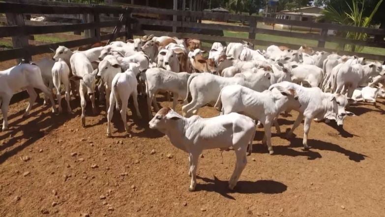 Bezerro com ‘mal do caruara’ ou ‘da junta inchada’