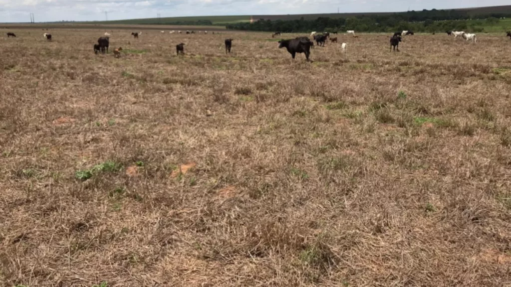 Morte misteriosa de pasto! Pecuarista goiano relata casos na sua fazenda e em demais regiões