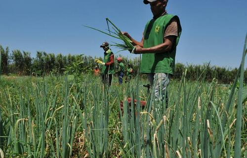 População empregada no agronegócio cresce 2% no 3º tri de 2024