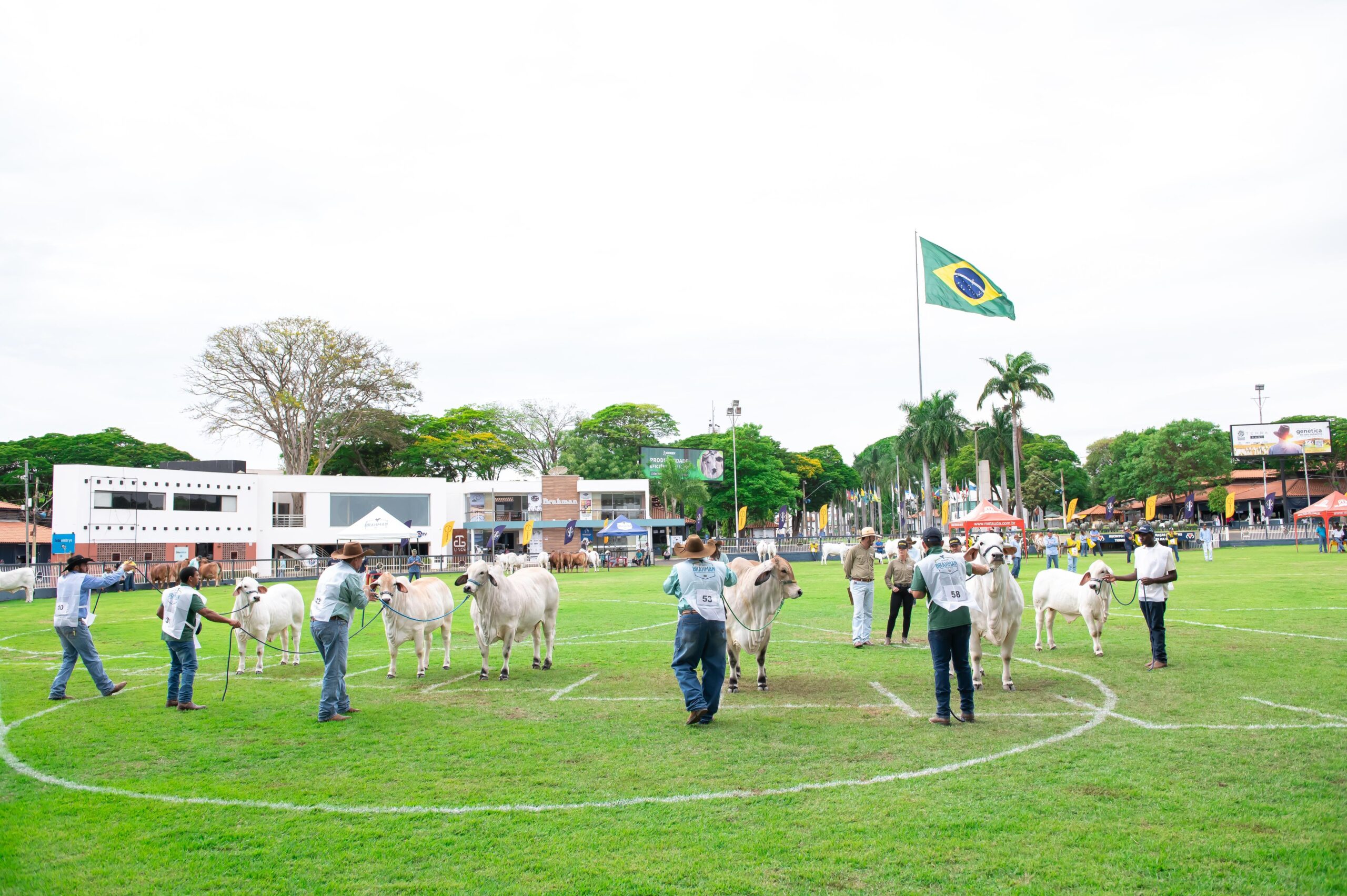 Criadores de Brahman confirma participação na ExpoZebu