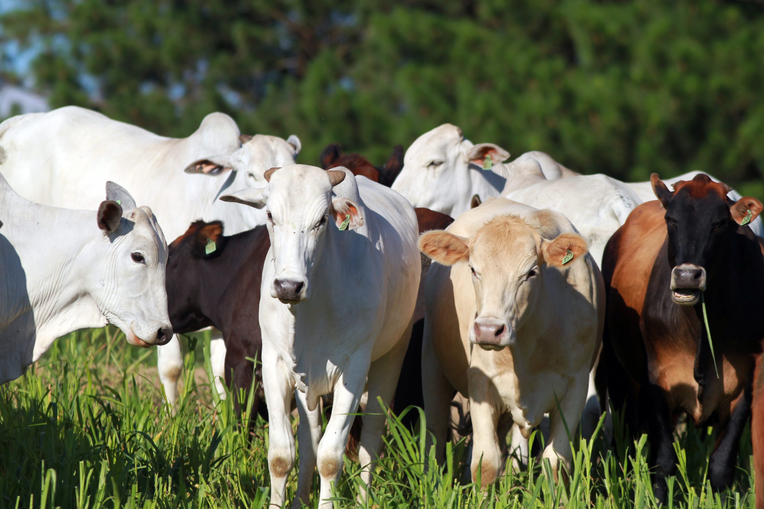 Viu esta? Especialista faz a conta de quanto uma fazenda de gado de corte fatura por ano