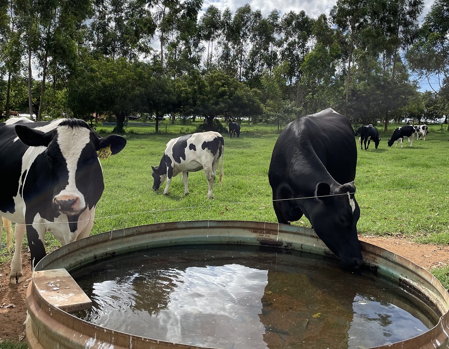 Rebanho bovino sofre com as altas temperaturas e precisa de cuidados; saiba quais