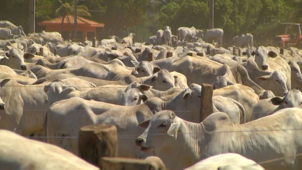 Verminose bovina pode reduzir uma arroba por animal – veja como evitar prejuízos