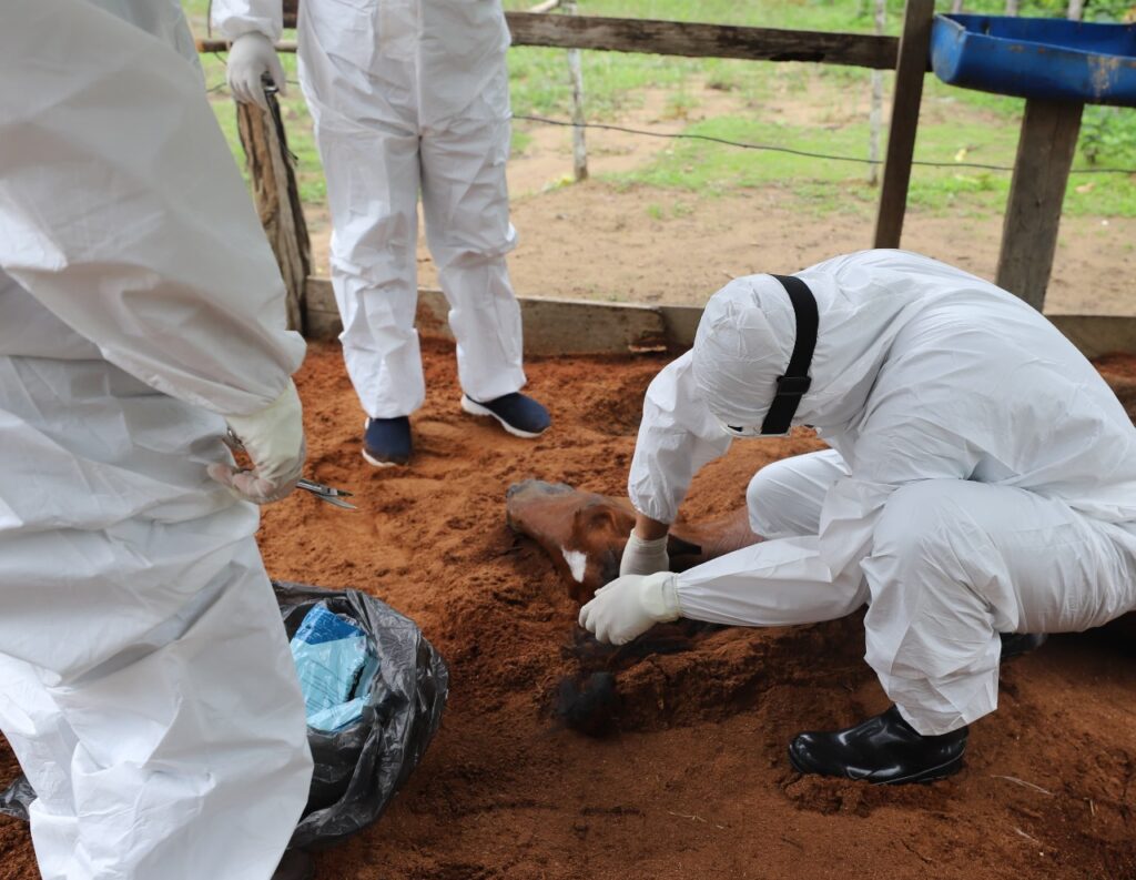 Veterinários e técnicos da Adaf realizam exames clínicos em cavalo durante investigação de morte por suspeita de intoxicação no Amazonas.