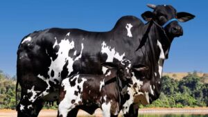 Vaca Ibiza FIV Surreal, da raça Nelore Pintado, referência em genética bovina no Brasil, valorizada em R$ 15,2 milhões após venda de cota em leilão