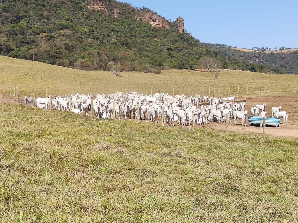 Grupo de vacas Nelore em piquete cercado com cocho azul, em sistema de sequestro durante a seca, com pastagem ao fundo e paisagem de morro coberto por vegetação nativa.