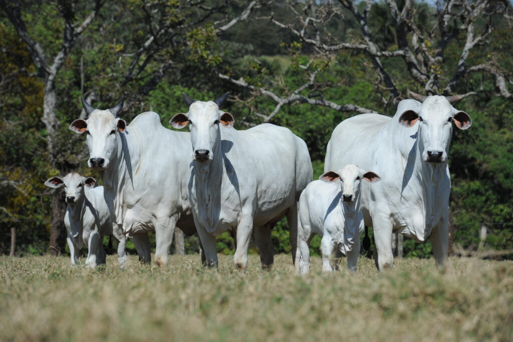 Grupo de vacas e bezerros da raça Nelore em pasto aberto, com vegetação ao fundo e luz natural destacando a pelagem branca dos animais.