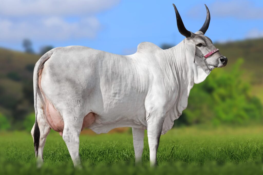 Vaca Guzerá GenBra Acácia FIV em perfil, em ambiente rural, destacando porte e características leiteiras da nova recordista jovem da raça.