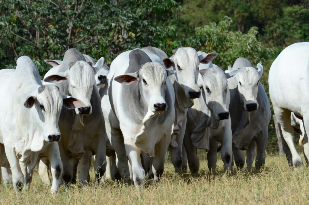 Touros Nelore a campo, representando rusticidade, desempenho produtivo e seleção genética para cobertura natural.