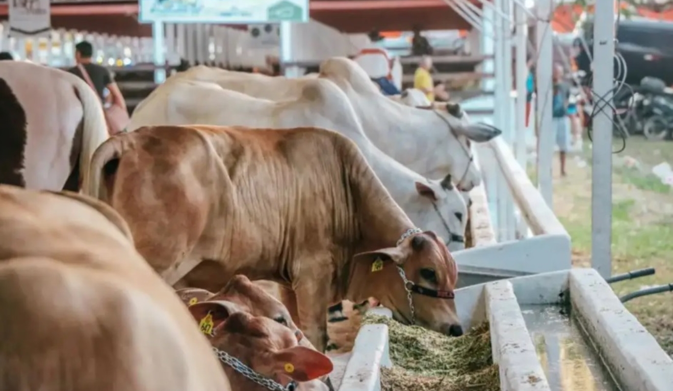 54ª Expofeira do Amapá será a primeira com área livre da febre aftosa sem vacinação