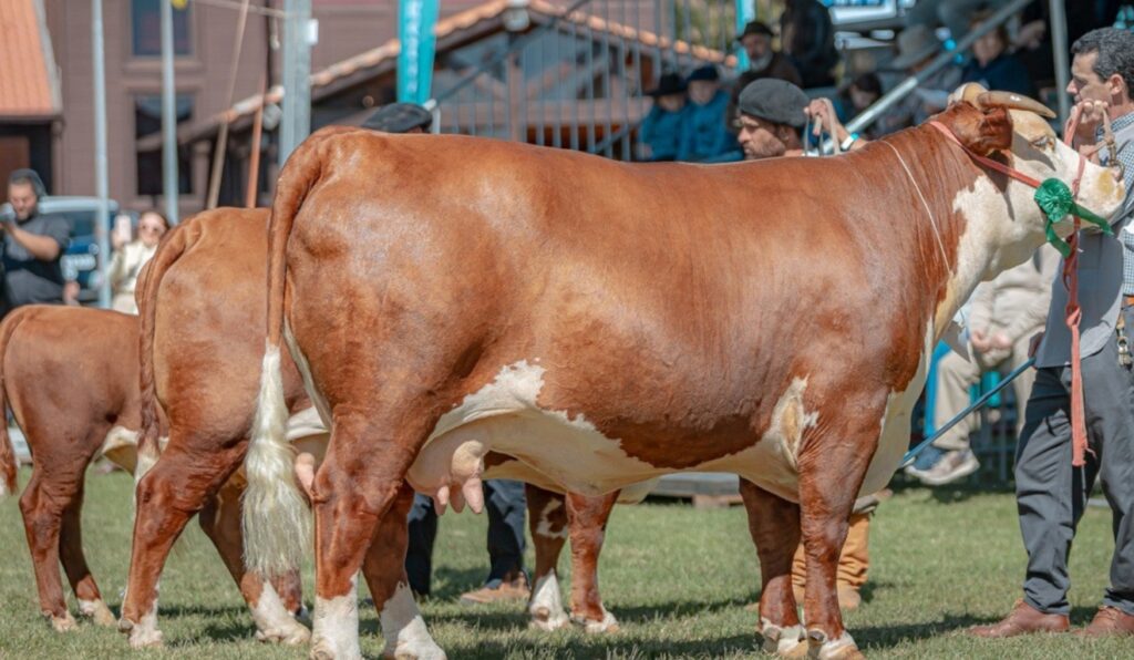 ABHB amplia participação de bovinos de corte na Expointer 2025