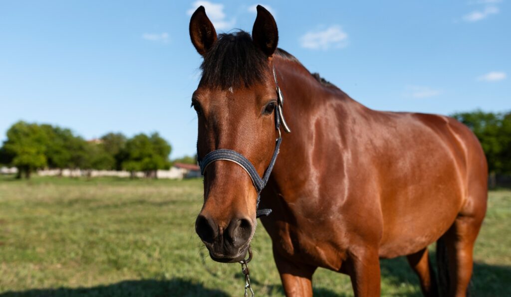 Anti-inflamatórios em equinos como usar sem prejudicar o cavalo