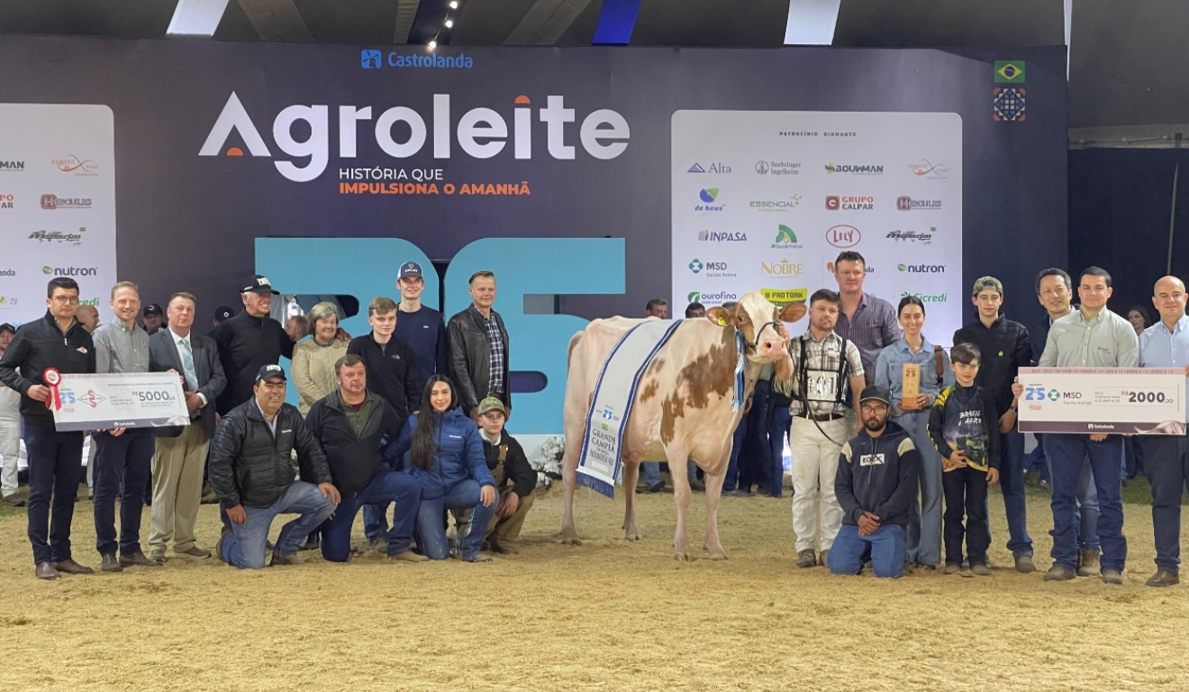 Confira a vaca campeã Agroleite 2025 do gado holandês Vermelha e Branca