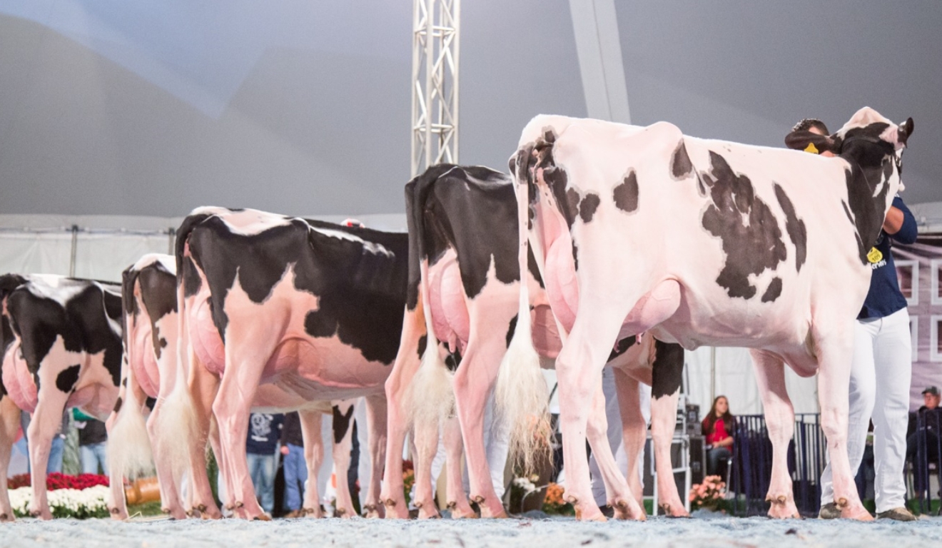 Exposição de animais Agroleite 2025
