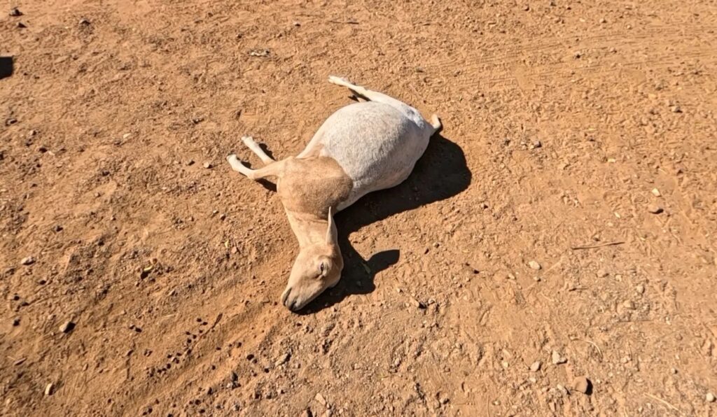 MAPA suspende vacina após morte de 100 animais no Piauí