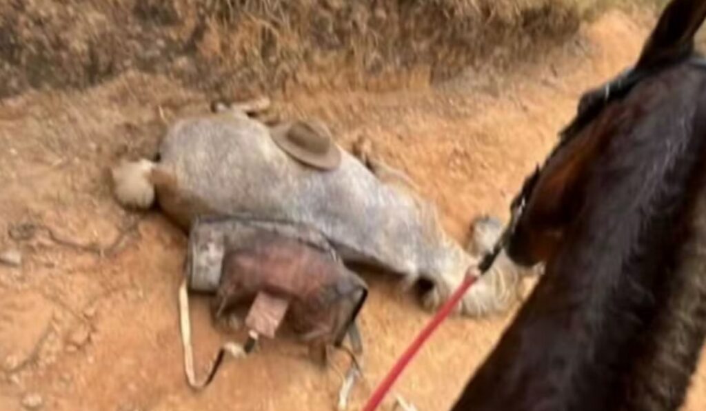 Polícia investiga caso de cavalo mutilado em SP