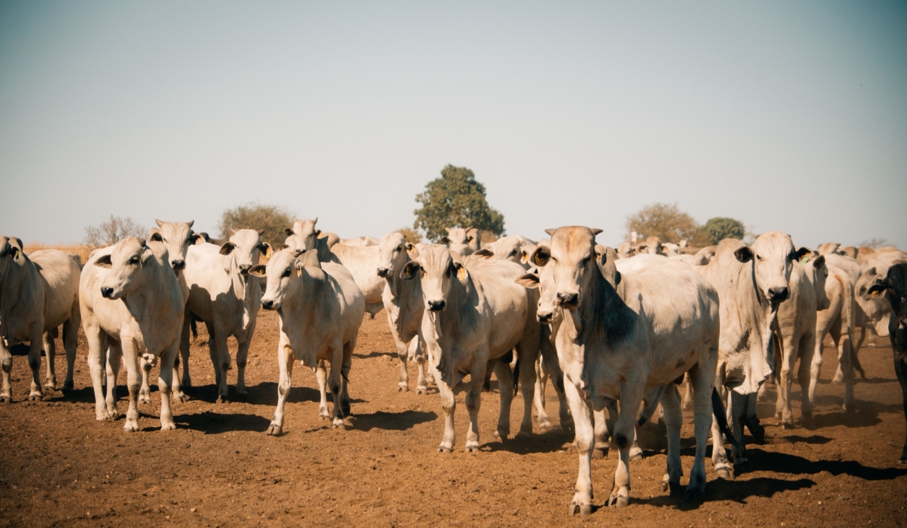 Preço do boi gordo sobe com exportações recordes de carne bovina em julho