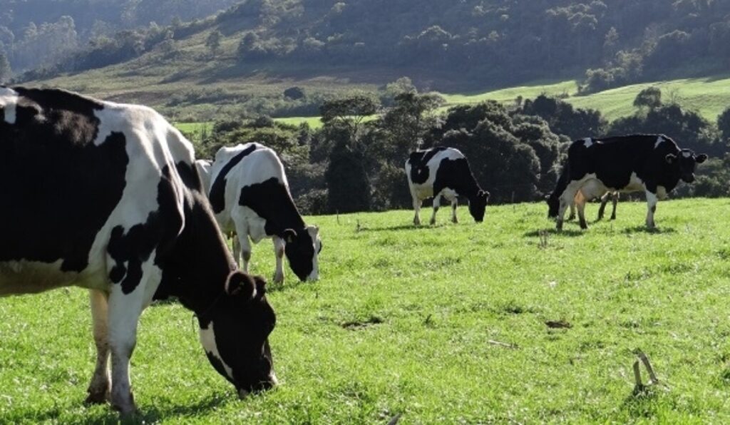 _ Preço do leite pago ao produtor do RS deve cair 2,35% em agosto, segundo Conseleite