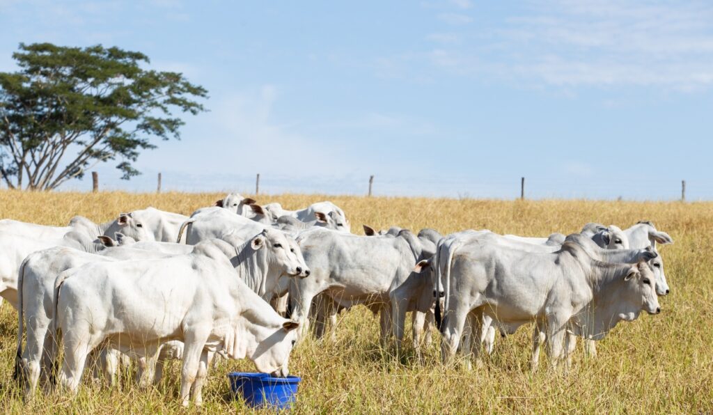 Seca chegou Saiba como enfrentar o período sem perder produtividade