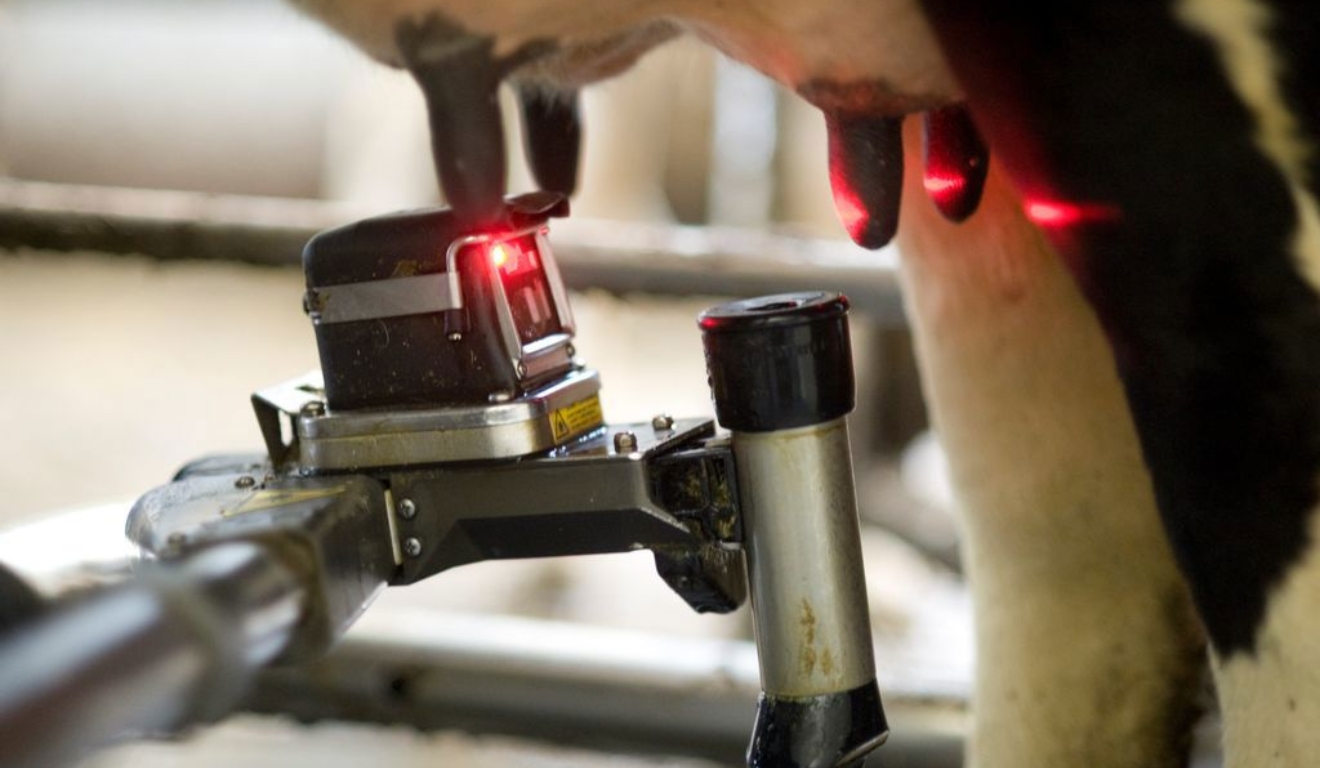 Tecnologia conecta dados da ordenha robotizada à nutrição e melhora resultados no leite