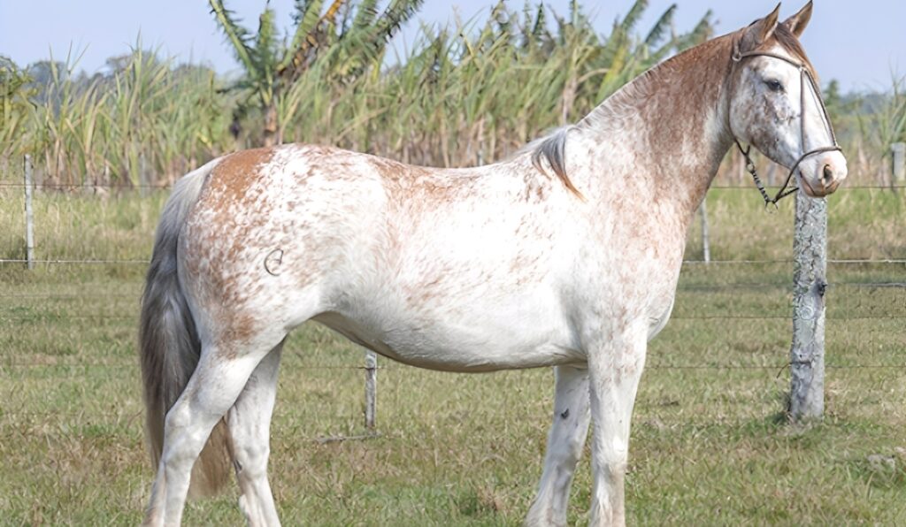 Único filho oveiro colorado de La Invernada Hornero brilha em leilão