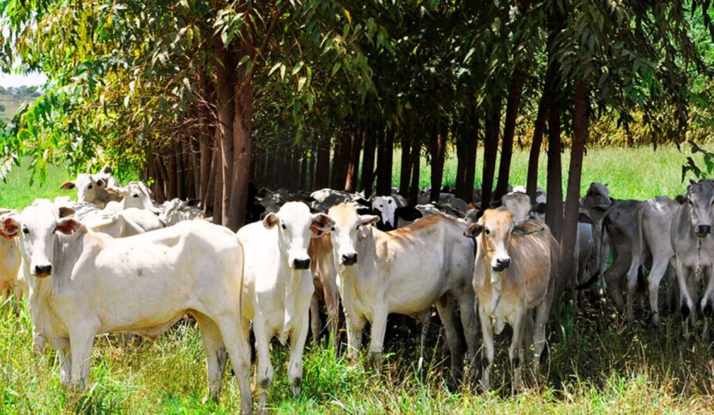 studos apontam viabilidade econômica de sistemas sustentáveis no campo