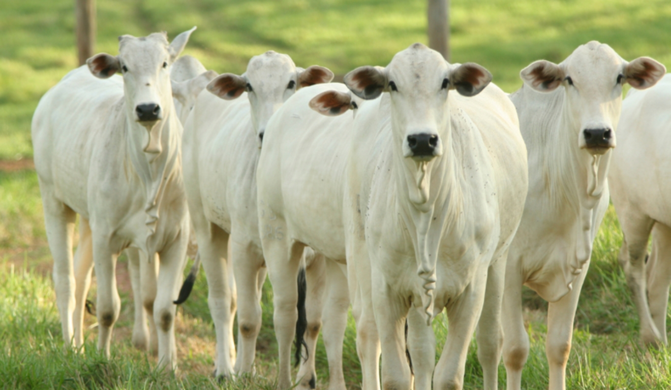 Pecuária impulsiona produção do agro e soma R$ 478 bilhões em agosto