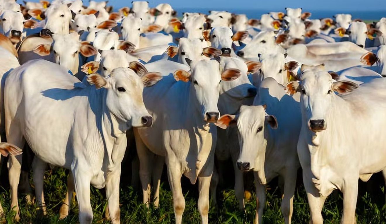 Seguro pecuário cresce 650% e garante estabilidade ao produtor