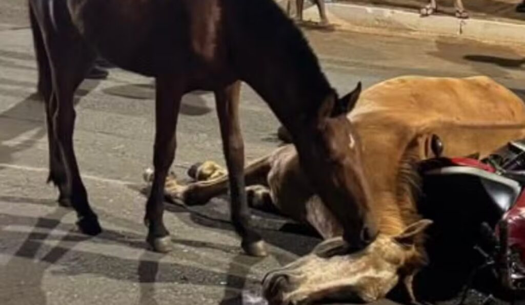 Cavalo tenta reanimar égua atropelada em Goiânia e cena comove