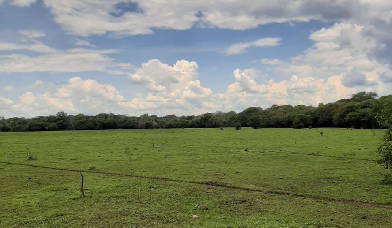 Centro-Oeste lidera valorização das terras de produção voltadas à pecuária no Brasil