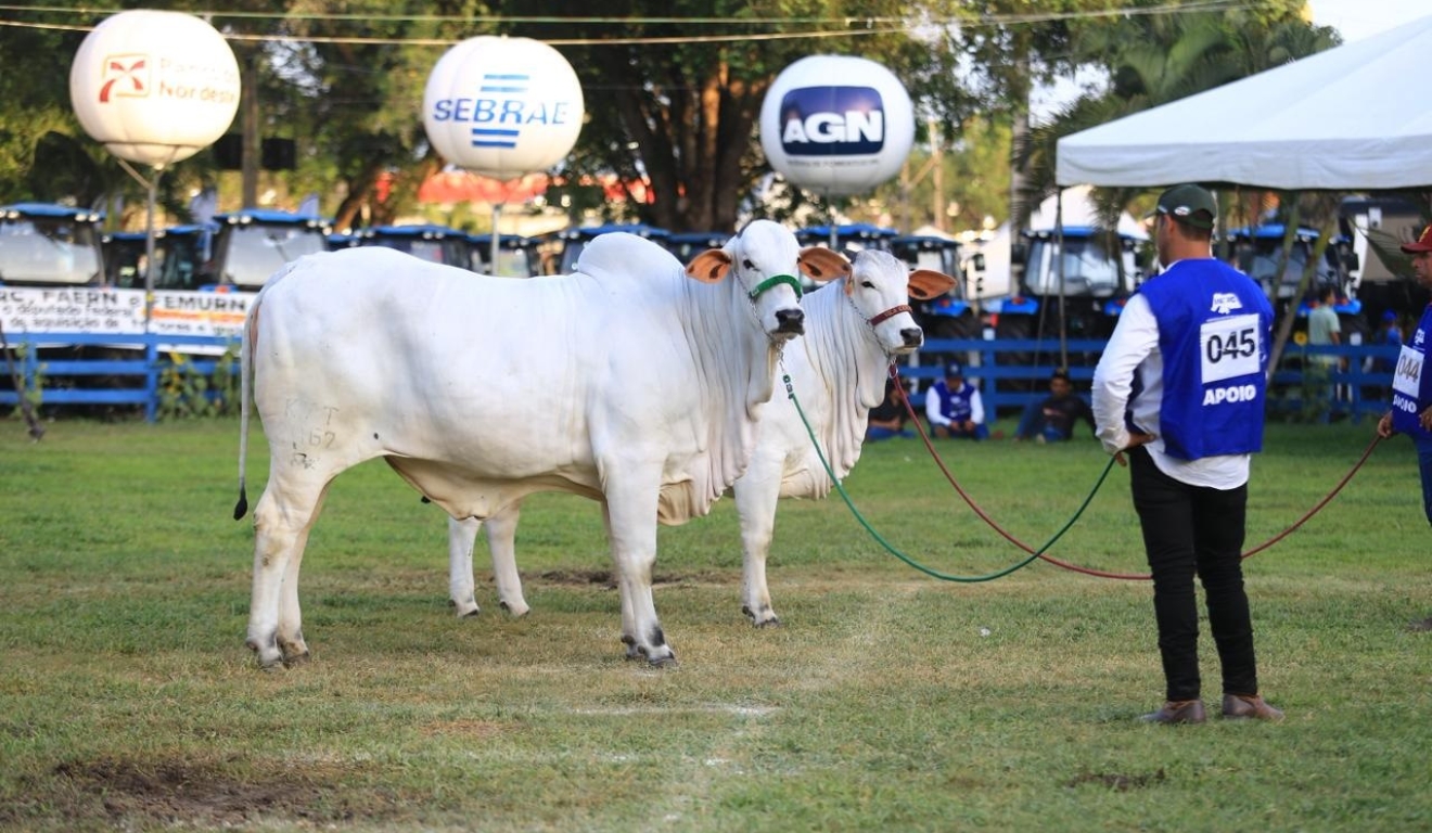 Festa do Boi 2025 promete movimentar R$ 85 milhões em negócios