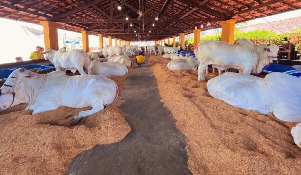 Nelore lidera os julgamentos da Expo Rio Preto Etapa de Corte