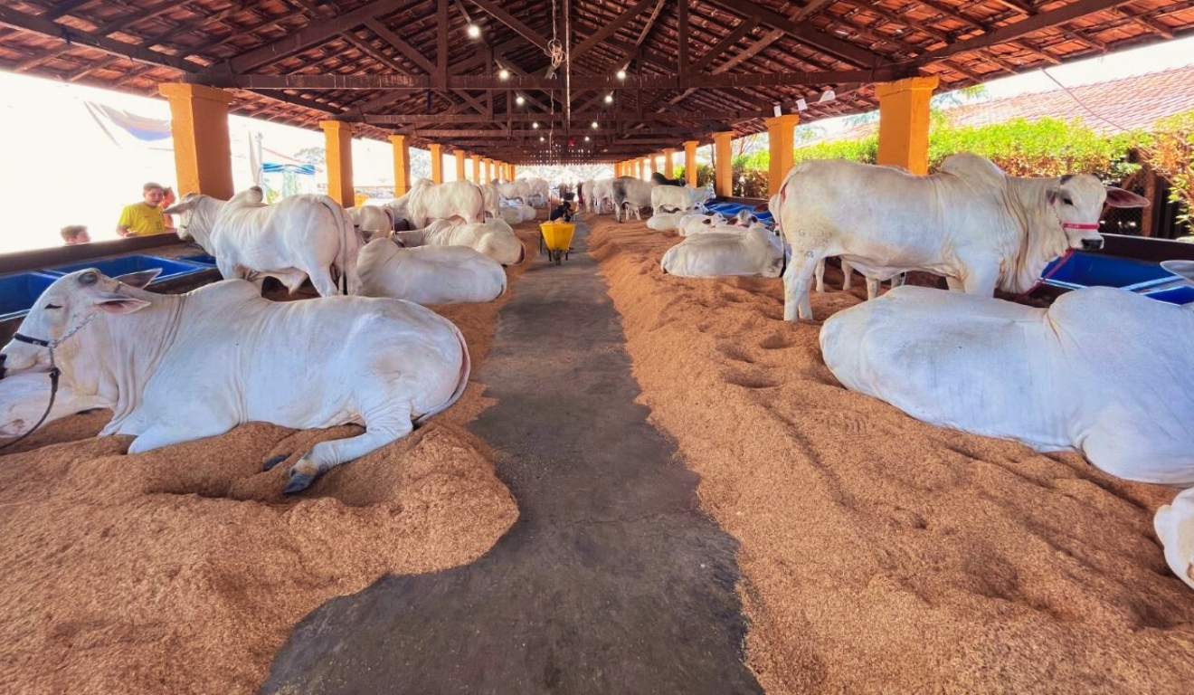 Nelore lidera os julgamentos da Expo Rio Preto Etapa de Corte