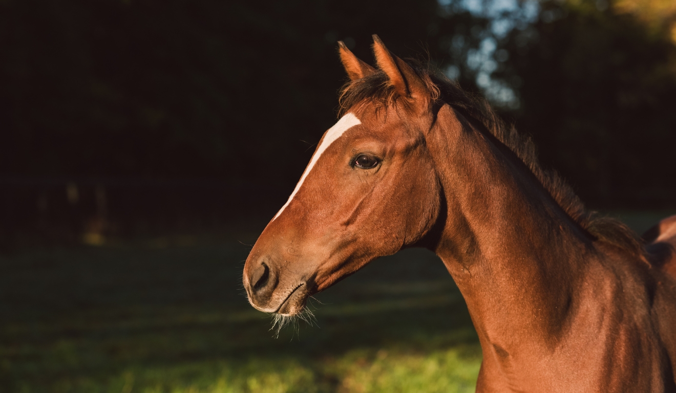 Resistência parasitária em equinos exige manejo estratégico e diagnóstico preciso