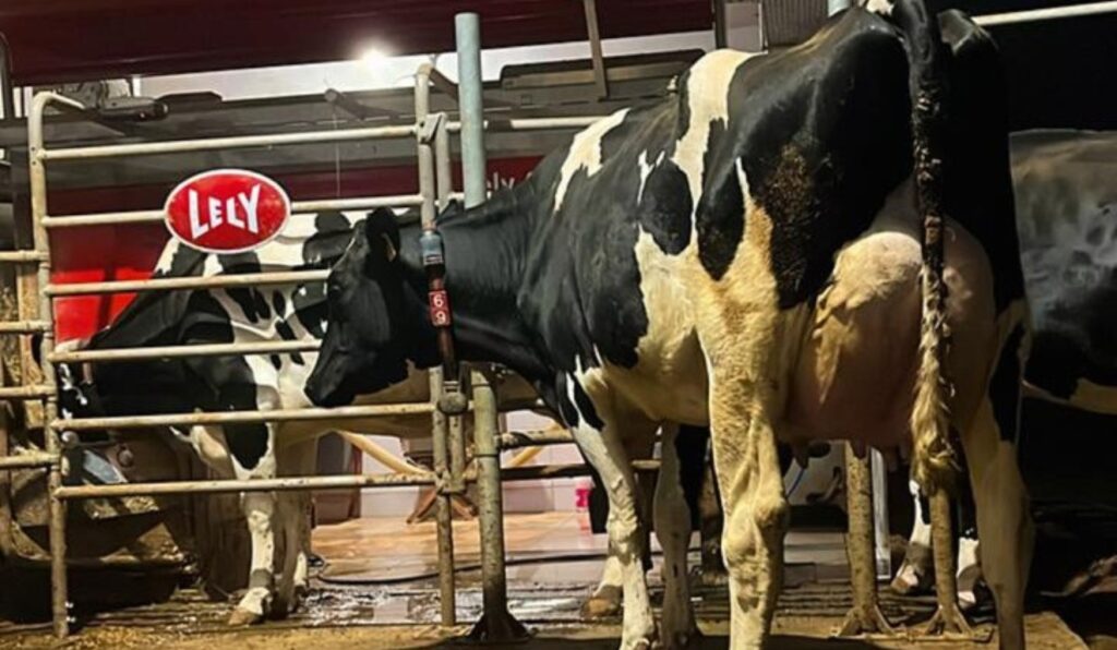 Automação no cocho e na ordenha gera aumento da produção de leite em 7,4%, aponta estudo