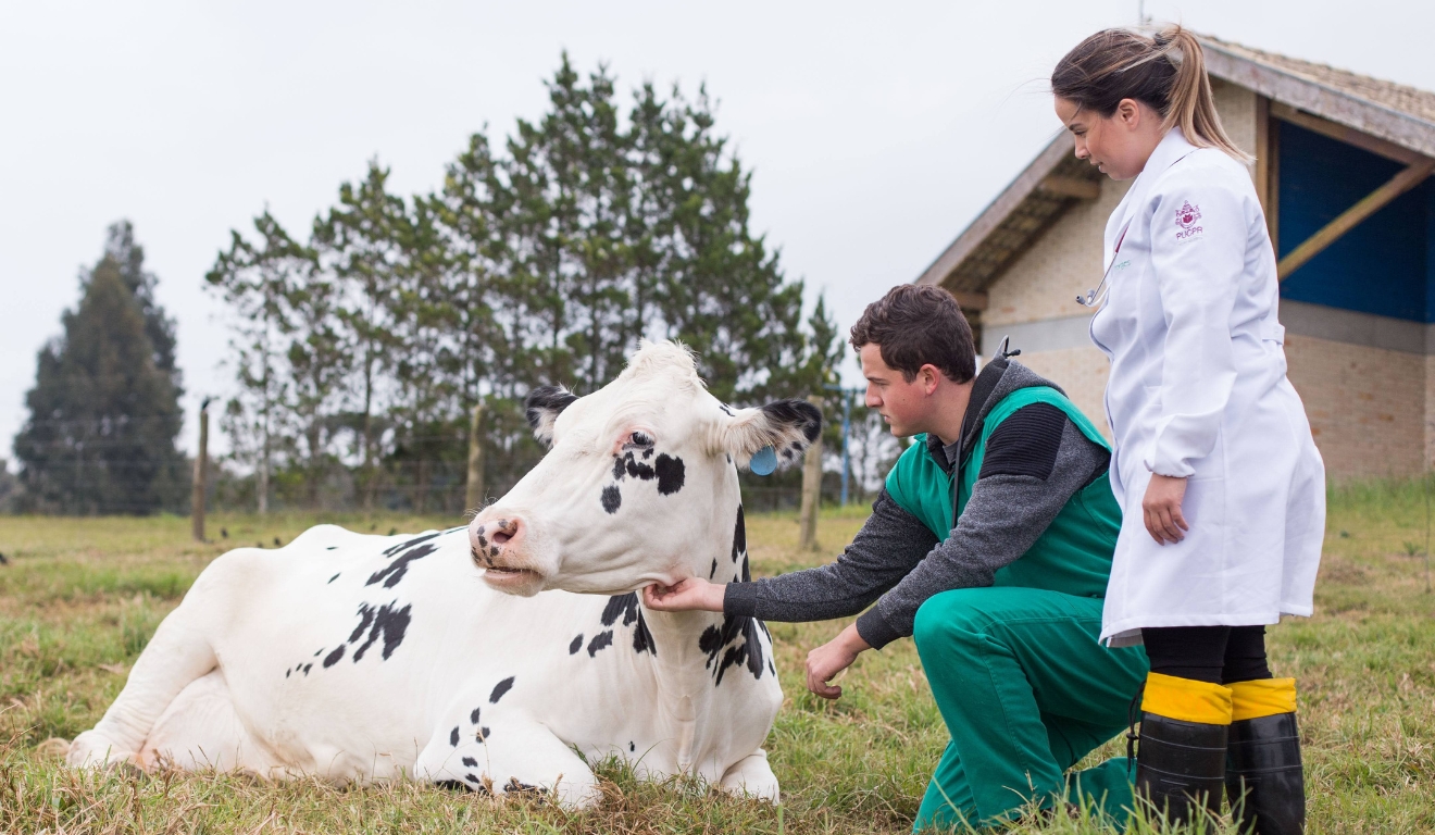 Bezerros mestiços nascem mais saudáveis e crescem mais rápido, mostra pesquisa