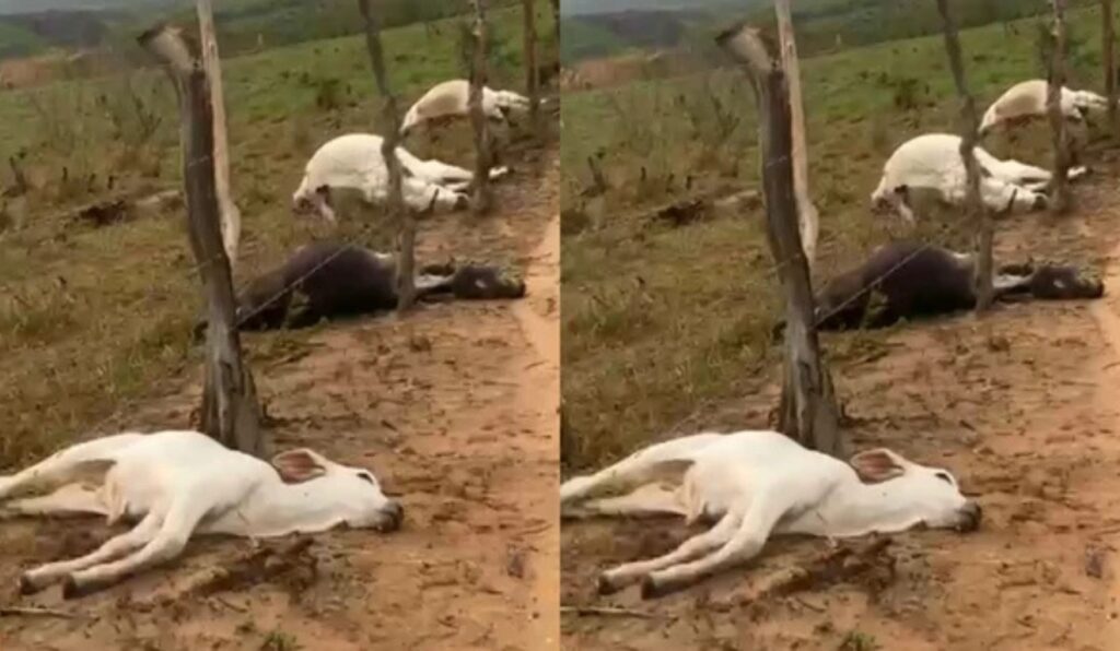 Bovinos atingidos por raio na Bahia geram prejuízo de mais de R$ 30 mil a pecuarista
