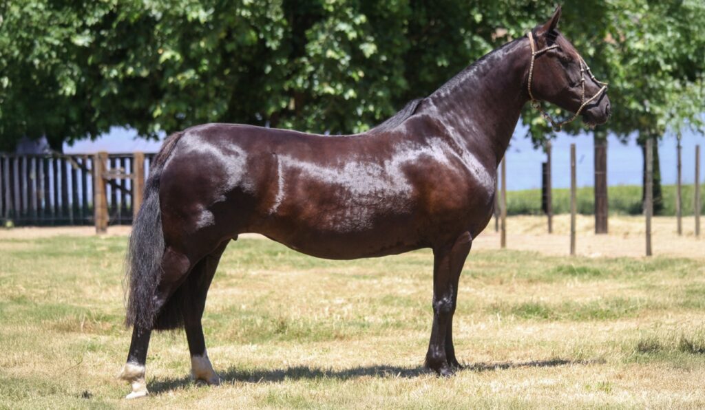 Cabanha Recalada leva éguas Crioulas de destaque ao 7º Leilão Integração