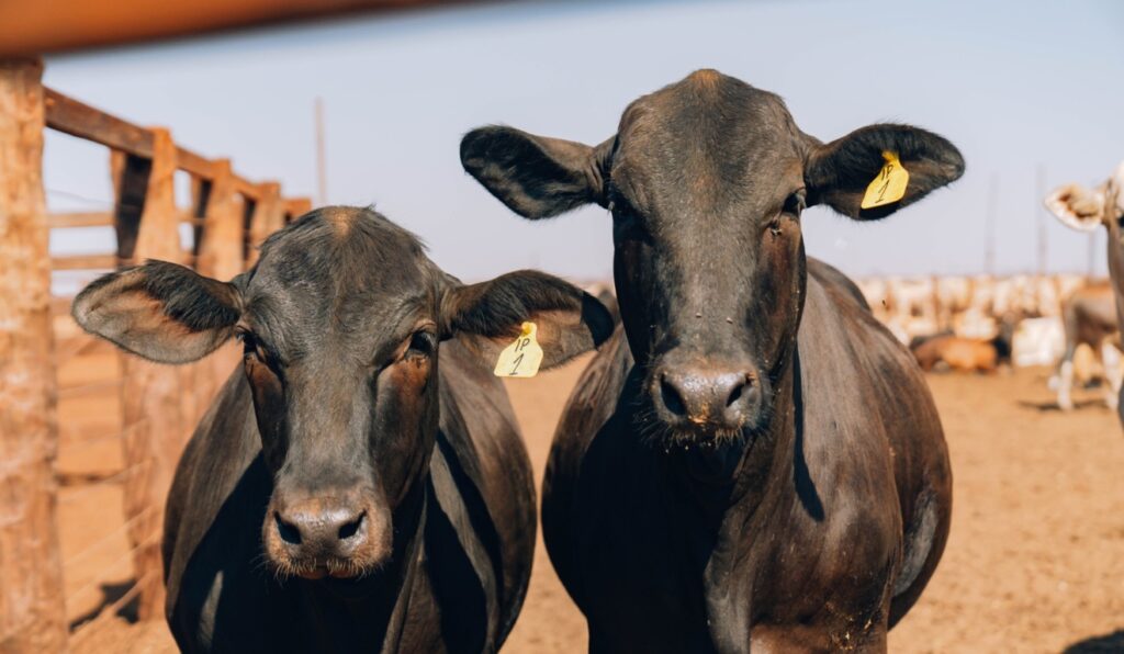 Mesmo com tarifas, Brasil deve bater recorde nas exportações de carne bovina em 2025